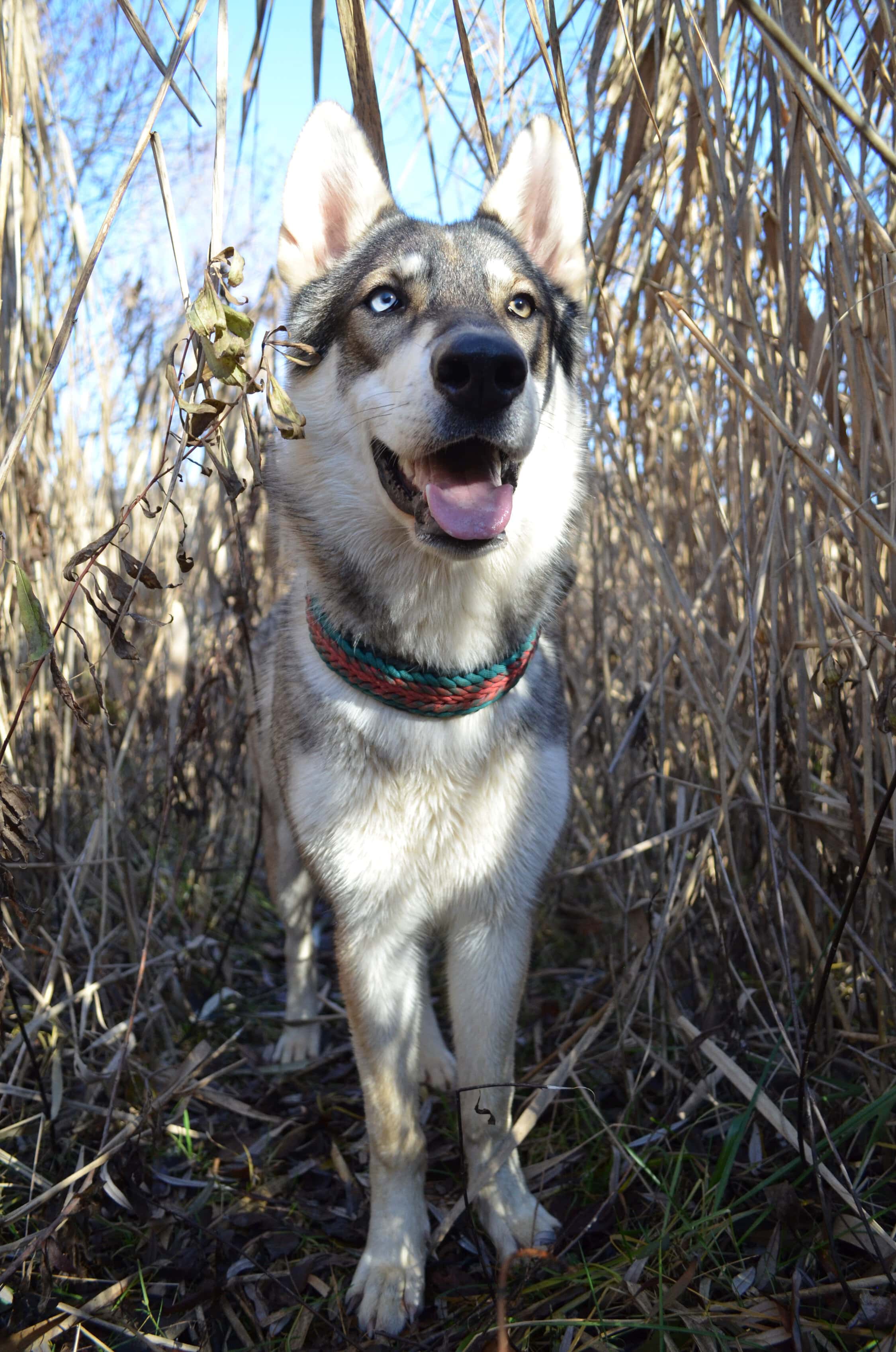 ein Northern Inuit kommt selten allein….